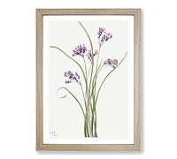 Wild Hyacinth by Mary Vaux Walcott Framed Print | A2 Oak Framed Wall Art | Ready to Hang | Modern Nature Picture | Living Room Bedroom Lounge Office
