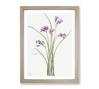 Wild Hyacinth Flowers By Mary Vaux Walcott Vintage Framed Print | A4 Oak Framed Wall Art | Ready to Hang | Classic Floral Picture | Living Room Bedroom Lounge Office