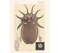 Wild Mr John James Large Melbourne Sepia Or Cuttlefish Art Print Canvas Premium Wall Decor Poster Mural