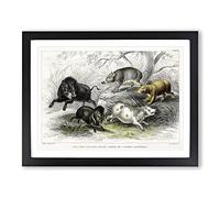 Wild Pig Illustration By Oliver Goldsmith Vintage Framed Print | A2 Black Framed Wall Art | Ready to Hang | Classic Nature Picture | Living Room Bedroom Lounge Office