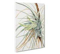 Wild Pineapple By Mary Vaux Walcott Canvas Print | Gallery Wrapped 30mm Frame Wall Art | 30x20 inches | Ready to Hang | Contemporary Picture | Living Room Bedroom Lounge Office