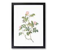 Wild Pink Roses by Pierre-Joseph Redoute Framed Print | A2 Black Framed Wall Art | Ready to Hang | Modern Nature Picture | Living Room Bedroom Lounge Office