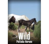 Wild Pottoka Horses
