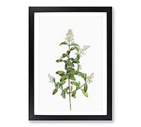 Wild Privet Flowers by Pierre-Joseph Redoute Framed Print | A2 Black Framed Wall Art | Ready to Hang | Modern Floral Picture | Living Room Bedroom Lounge Office