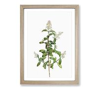 Wild Privet Flowers by Pierre-Joseph Redoute Framed Print | A2 Oak Framed Wall Art | Ready to Hang | Modern Floral Picture | Living Room Bedroom Lounge Office