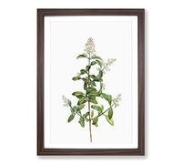 Wild Privet Flowers by Pierre-Joseph Redoute Framed Print | A2 Walnut Framed Wall Art | Ready to Hang | Modern Floral Picture | Living Room Bedroom Lounge Office