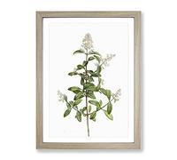 Wild Privet Flowers By Pierre Joseph Redoute Vintage Framed Print | A2 Oak Framed Wall Art | Ready to Hang | Classic Floral Picture | Living Room Bedroom Lounge Office
