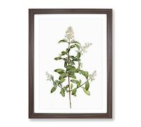 Wild Privet Flowers By Pierre Joseph Redoute Vintage Framed Print | A2 Walnut Framed Wall Art | Ready to Hang | Classic Floral Picture | Living Room Bedroom Lounge Office