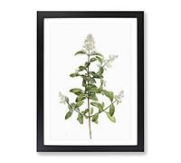 Wild Privet Flowers By Pierre Joseph Redoute Vintage Framed Print | A4 Black Framed Wall Art | Ready to Hang | Classic Floral Picture | Living Room Bedroom Lounge Office