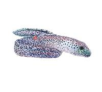 Wild Republic Living Ocean Peppered Moray EEL, Stuffed Animal, 54 Inches, Plush Toy, Fill is Spun Recycled Water Bottles