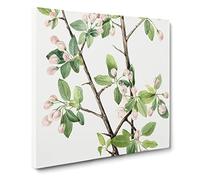 Wild Sweet Crab by Mary Vaux Walcott Canvas Print | Gallery Wrapped 30mm Frame Wall Art | 20x20 inches | Ready to Hang | Modern Picture | Living Room Bedroom Lounge Office