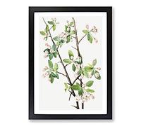 Wild Sweet Crab by Mary Vaux Walcott Framed Print | A2 Black Framed Wall Art | Ready to Hang | Modern Animal Picture | Living Room Bedroom Lounge Office