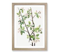 Wild Sweet Crab by Mary Vaux Walcott Framed Print | A2 Oak Framed Wall Art | Ready to Hang | Modern Animal Picture | Living Room Bedroom Lounge Office