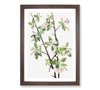 Wild Sweet Crab by Mary Vaux Walcott Framed Print | A2 Walnut Framed Wall Art | Ready to Hang | Modern Animal Picture | Living Room Bedroom Lounge Office