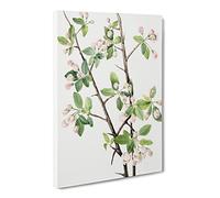 Wild Sweet Crab Flowers By Mary Vaux Walcott Canvas Print | Gallery Wrapped 30mm Frame Wall Art | 30x20 inches | Ready to Hang | Retro Floral Picture | Living Room Bedroom Lounge Office