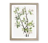 Wild Sweet Crab Flowers By Mary Vaux Walcott Vintage Framed Print | A2 Oak Framed Wall Art | Ready to Hang | Classic Floral Picture | Living Room Bedroom Lounge Office