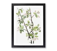 Wild Sweet Crab Flowers By Mary Vaux Walcott Vintage Framed Print | A3 Black Framed Wall Art | Ready to Hang | Classic Floral Picture | Living Room Bedroom Lounge Office
