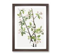 Wild Sweet Crab Flowers By Mary Vaux Walcott Vintage Framed Print | A4 Walnut Framed Wall Art | Ready to Hang | Classic Floral Picture | Living Room Bedroom Lounge Office