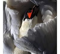 Wild Terrier Orchestra - Even The Chimera [VINYL]