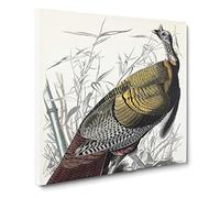 Wild Turkey by John James Audubon Canvas Print | Gallery Wrapped 30mm Frame Wall Art | 14x14 inches | Ready to Hang | Modern Picture | Living Room Bedroom Lounge Office
