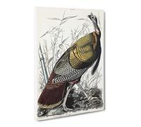 Wild Turkey By John James Audubon Canvas Print | Gallery Wrapped 30mm Frame Wall Art | 24x16 inches | Ready to Hang | Retro Picture | Living Room Bedroom Lounge Office
