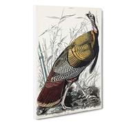Wild Turkey by John James Audubon Canvas Print | Gallery Wrapped 30mm Frame Wall Art | 30x20 inches | Ready to Hang | Modern Picture | Living Room Bedroom Lounge Office