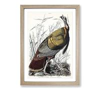 Wild Turkey by John James Audubon Framed Print | A2 Oak Framed Wall Art | Ready to Hang | Modern Animal Picture | Living Room Bedroom Lounge Office