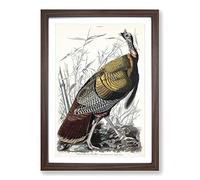 Wild Turkey by John James Audubon Framed Print | A2 Walnut Framed Wall Art | Ready to Hang | Modern Animal Picture | Living Room Bedroom Lounge Office