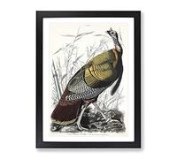 Wild Turkey By John James Audubon Vintage Framed Print | A2 Black Framed Wall Art | Ready to Hang | Classic Animal Picture | Living Room Bedroom Lounge Office