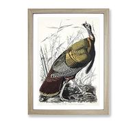 Wild Turkey By John James Audubon Vintage Framed Print | A2 Oak Framed Wall Art | Ready to Hang | Classic Animal Picture | Living Room Bedroom Lounge Office
