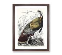 Wild Turkey By John James Audubon Vintage Framed Print | A4 Walnut Framed Wall Art | Ready to Hang | Classic Animal Picture | Living Room Bedroom Lounge Office