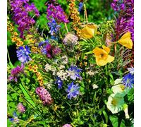 Thompson & Morgan Thompson & Morgan Wildflower Mix Meadowland Mixture 5 Packets