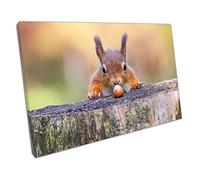 wildlife Animal Red Squirrel can't believe his luck Nut Ready to Hang Wall Art Print On Canvas Picture For Home Office Decor 76x51cm (30x20In)