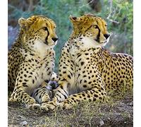 Wildlife Cheetah Greeting Card - Square