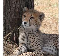 Wildlife Cheetah Greeting Card Square - Gift Idea Special Occasion Blank Inside with Envelope Premium Unique Design Quality Included UK Designed Thoughtful