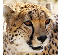 Wildlife Cheetah Greeting Card Square - Gift Idea Special Occasion Blank Inside with Envelope Premium Unique Design Quality Included UK Designed Thoughtful