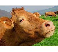 Wildlife cow Cardboard Box of 2000 Pieces Puzzle Pieces in Wiederverschliessbarem Bag 70x100CM