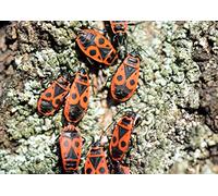 Wildlife - Fire Bug Cardboard Box of 2000 Pieces Puzzle Pieces in Wiederverschliessbarem Bag 70x100CM