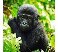Wildlife Gorilla Greeting Card Square - Gift Idea Special Occasion Blank Inside with Envelope Premium Unique Design Quality Included UK Designed Thoughtful