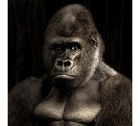 Wildlife Gorilla Greeting Card Square - Gift Idea Special Occasion Blank Inside with Envelope Premium Unique Design Quality Included UK Designed Thoughtful