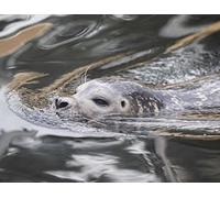 Wildlife - Grey Seal in Cardboard Box - Jigsaw Puzzle 2000 Pieces In Wiederverschliessbarem Pouch 70x100CM