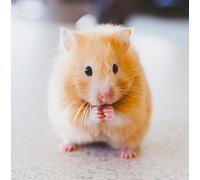 Wildlife Hamster Greeting Card - Square