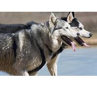 Wildlife - Husky in Cardboard Box - Jigsaw Puzzle 2000 Pieces in Wiederverschliessbarem Pouch 70x100CM