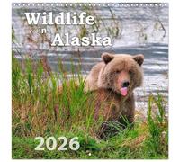 Wildlife in Alaska (Wall Calendar 2026 12 × 12 Inch) CALVENDO 12 Month Wall Calendar: Beautiful, spectacular and emotional wildlife photographs that ... lovers Alaska is the paradise of the North