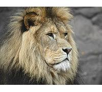 Wildlife - King of the Animals in Cardboard Box - Jigsaw Puzzle 2000 Pieces In Wiederverschliessbarem Bag 70x100CM
