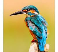 Wildlife Kingfisher Greeting Card Square - Gift Idea Special Occasion Blank Inside with Envelope Premium Unique Design Quality Included UK Designed Thoughtful