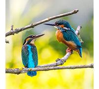 Wildlife Kingfisher Greeting Card Square - Gift Idea Special Occasion Blank Inside with Envelope Premium Unique Design Quality Included UK Designed Thoughtful