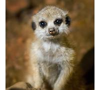 Wildlife Meerkat Greeting Card - Square