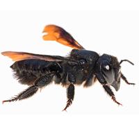 Wildlife of the Appalachian Foothills