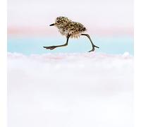 Wildlife Photographer of the Year Argentine Quickstep Blank Greeting Card with Envelope